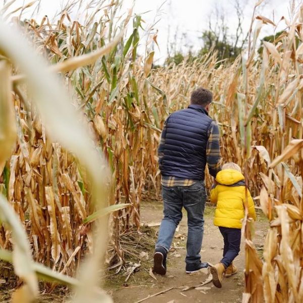 corn maze generic as