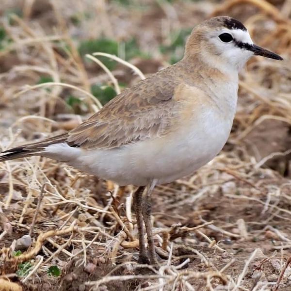 mountain plover by macaulay library