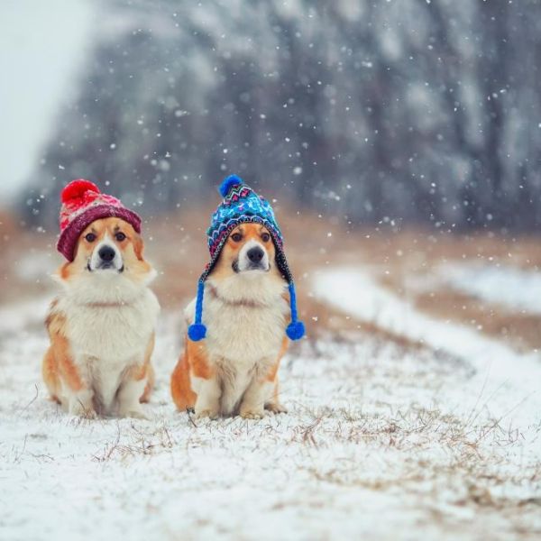 two pups as 314341398