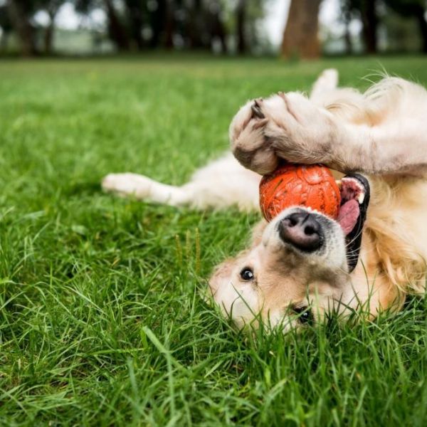 dog ball grass as resized