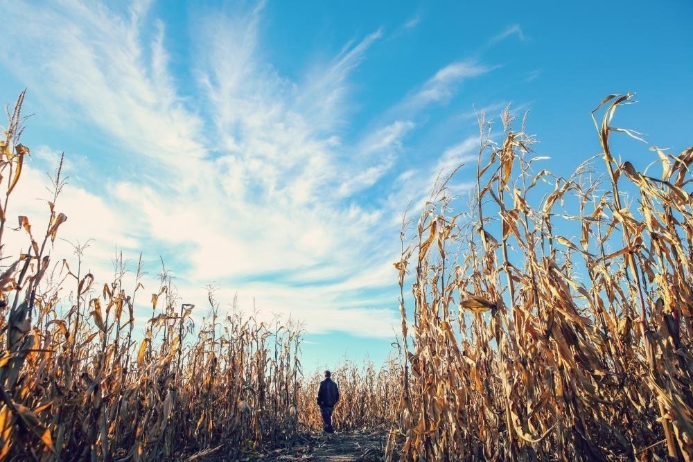 corn maze generic 1 as