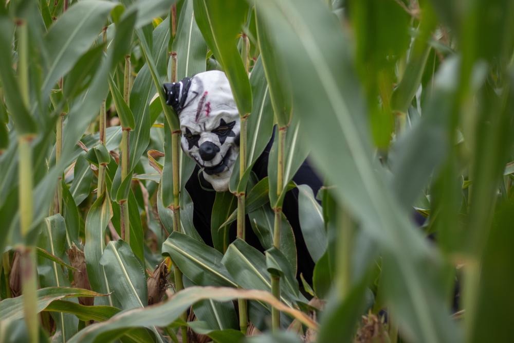 corn maze spooky as